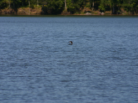 img_4992.jpg